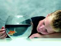 Ребенок просит домашнее животное: заводим аквариум