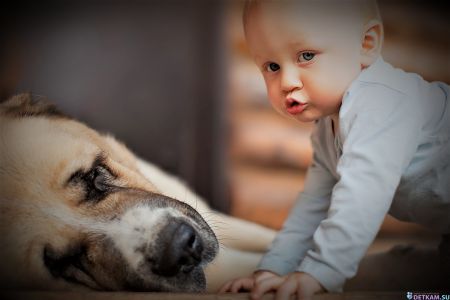 Собака для ребенка: какую породу выбрать